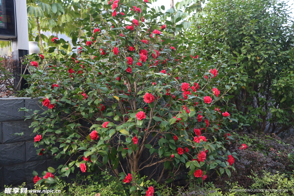 茶花