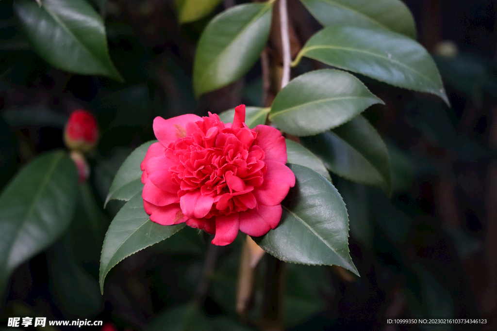 茶花