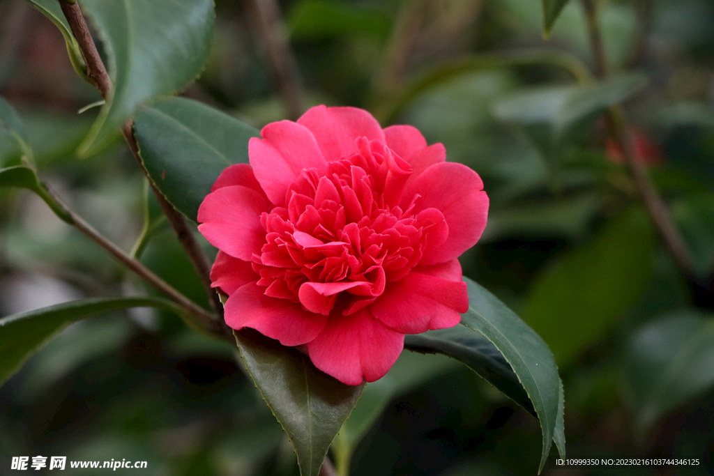 茶花