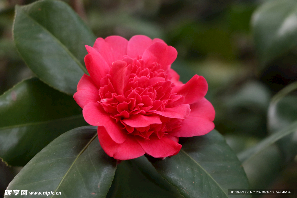 茶花