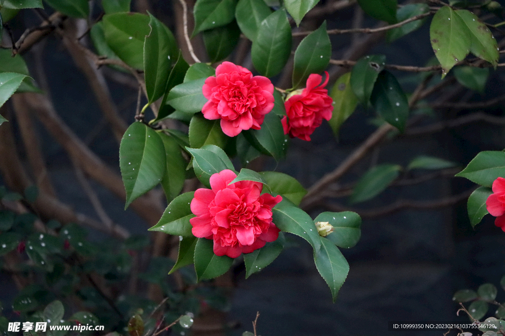 茶花