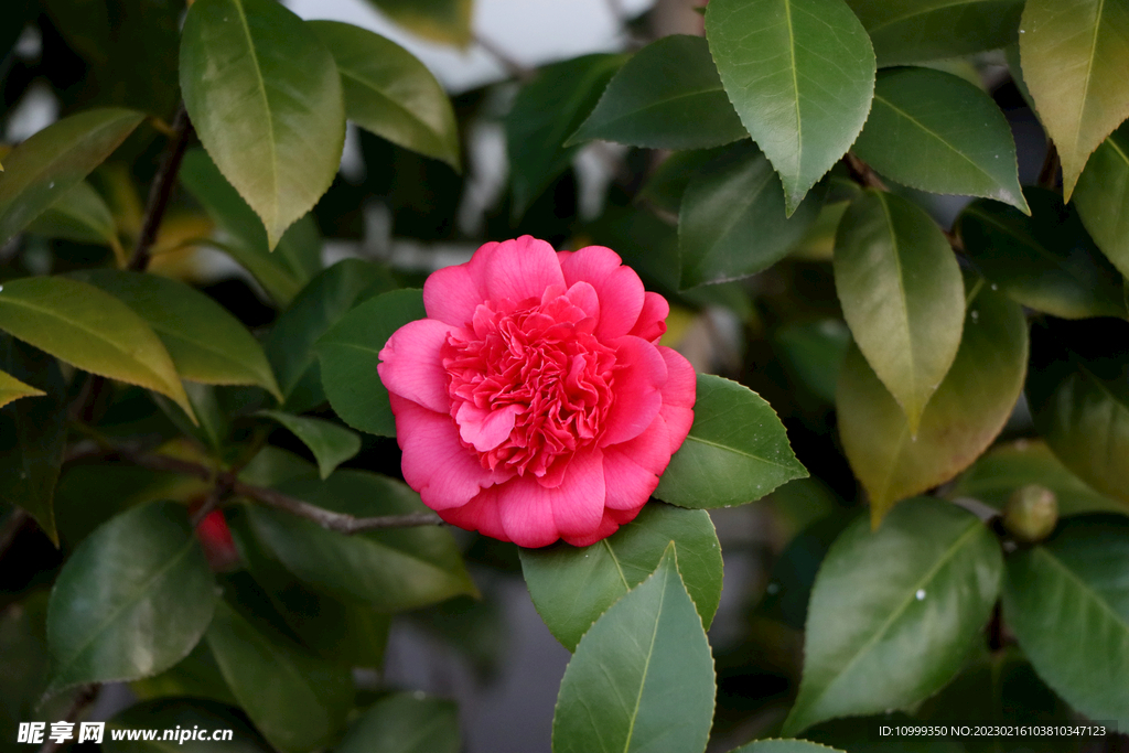 茶花