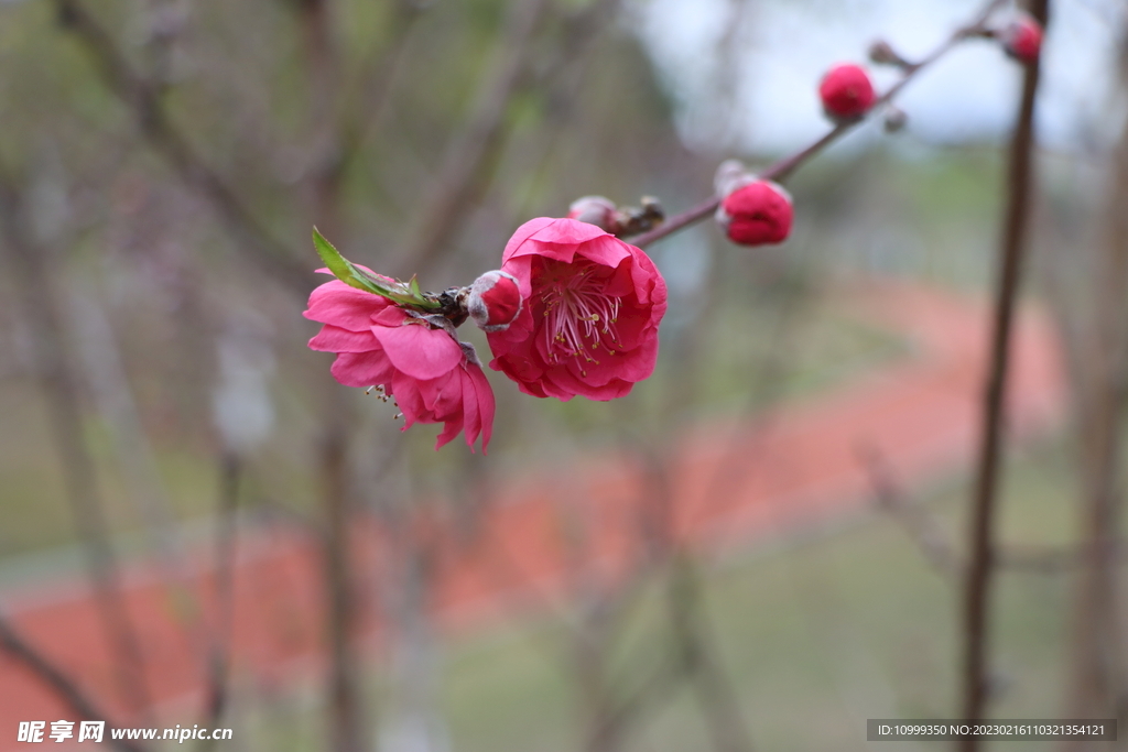 桃花