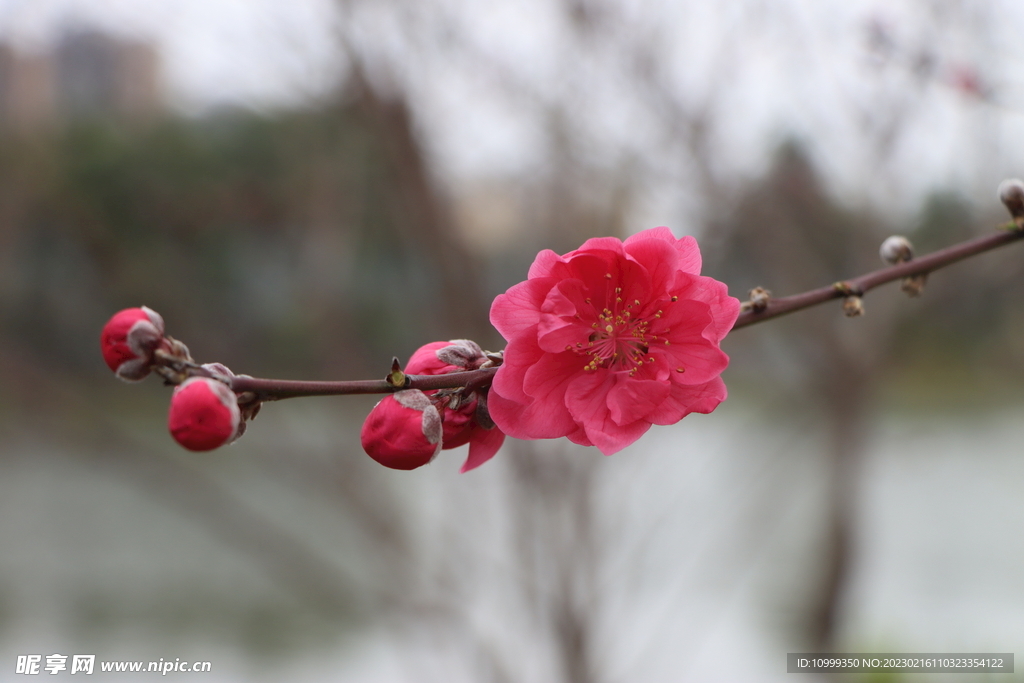 桃花