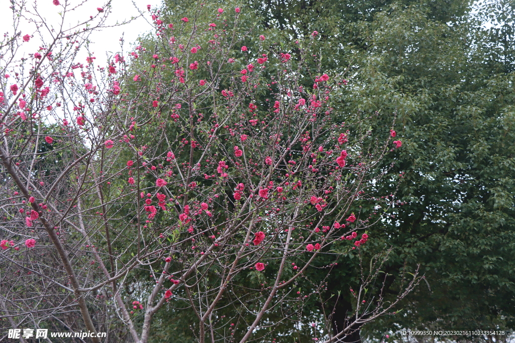 桃花