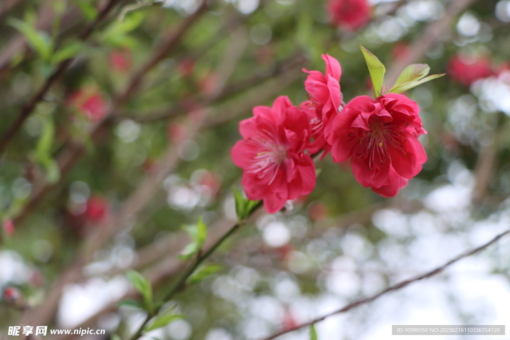 桃花