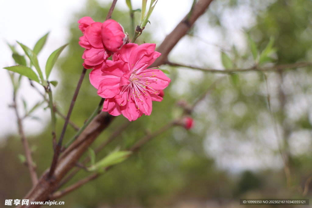 桃花