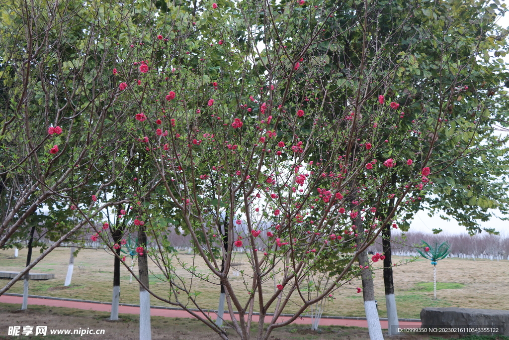 桃花