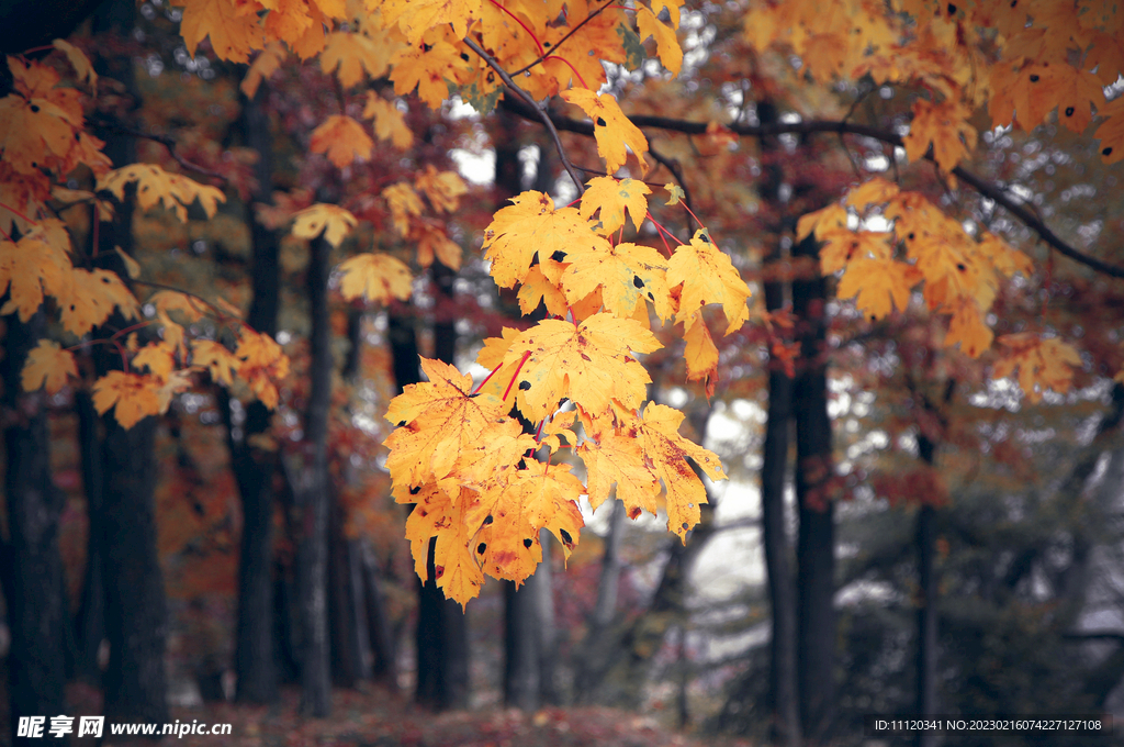 秋季金黄色的树叶景观摄影