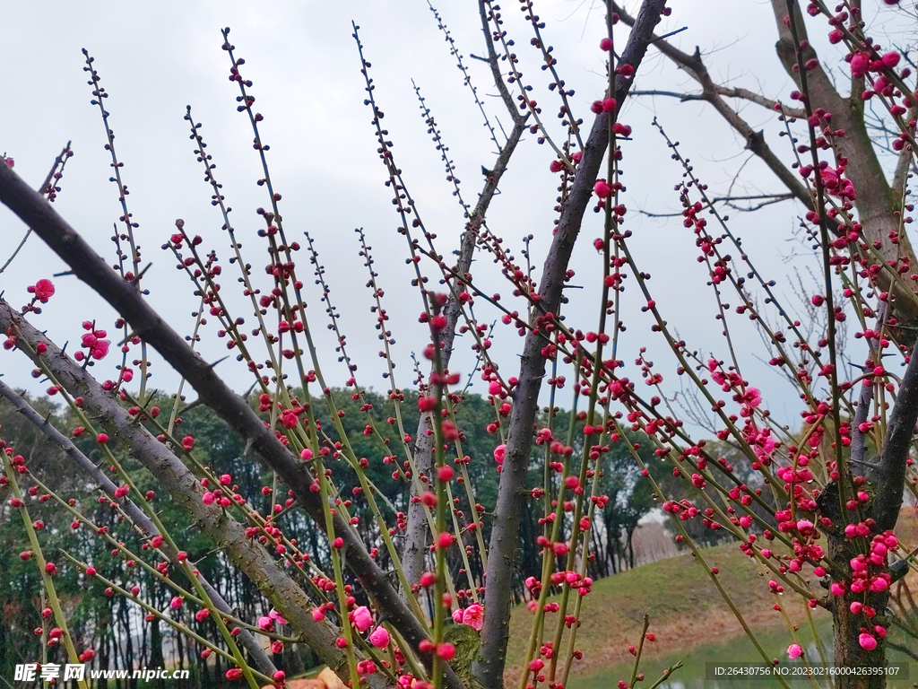 红梅花蕾