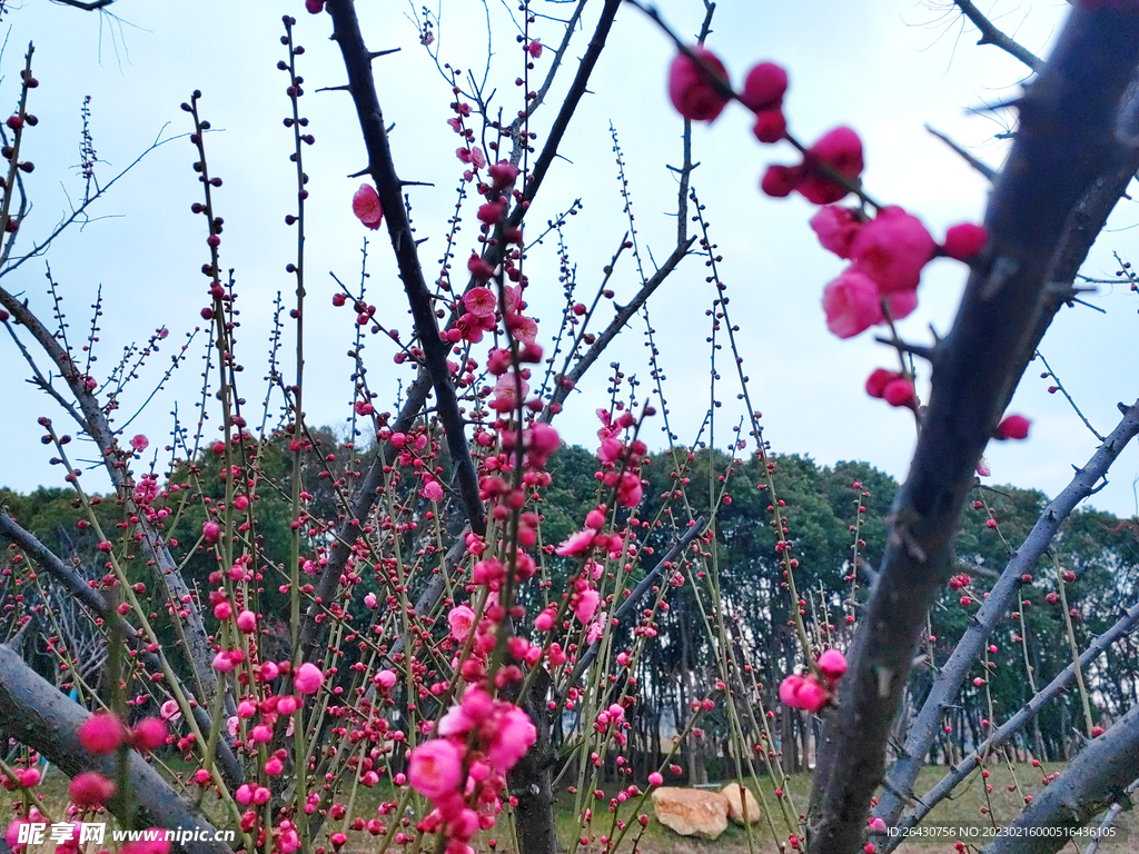 朱砂梅花蕾
