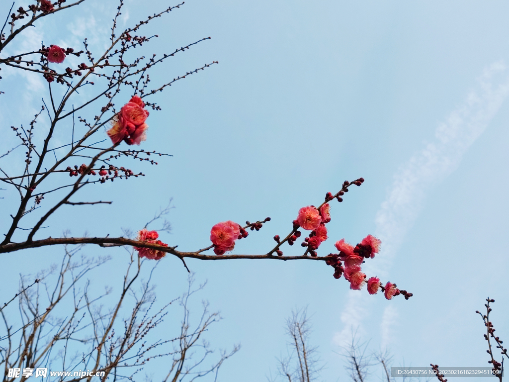 一枝红梅