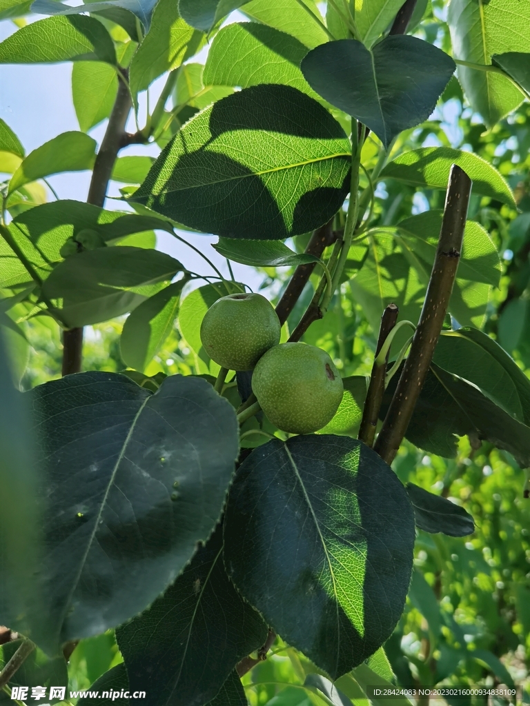 核桃