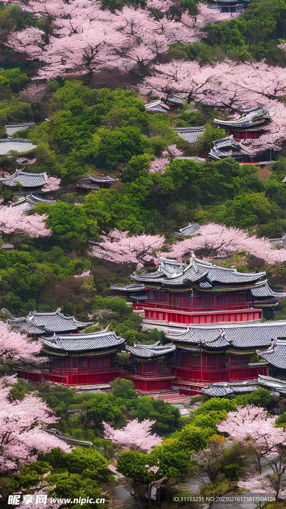 樱花风景
