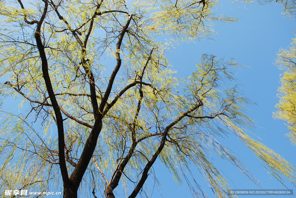 山东泗水济河畔烟柳