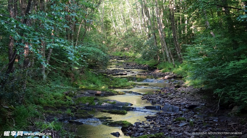 流经树林中的溪水风光