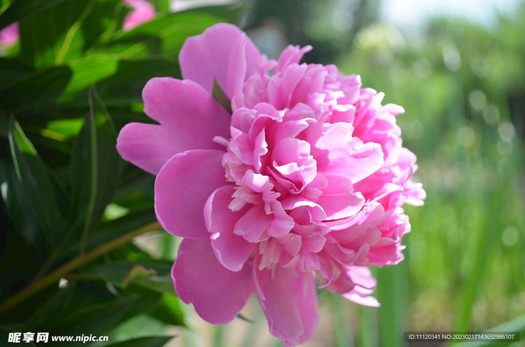 盛开的粉色牡丹花