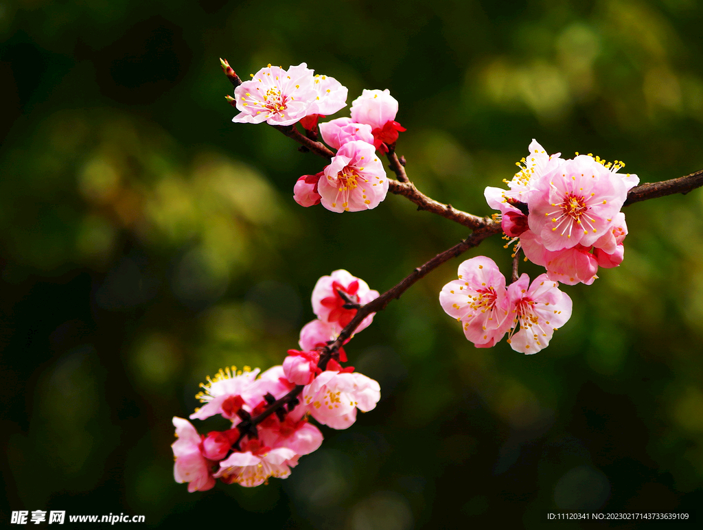 枝头盛开的粉色梅花