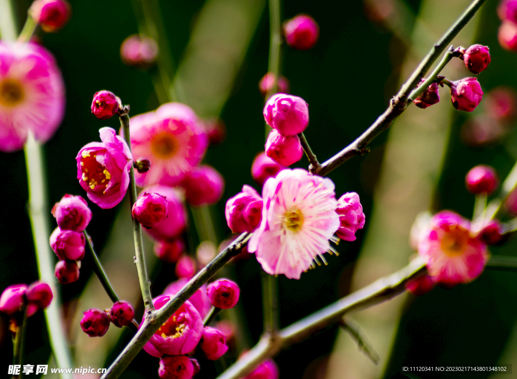 梅枝上含苞待放的花苞