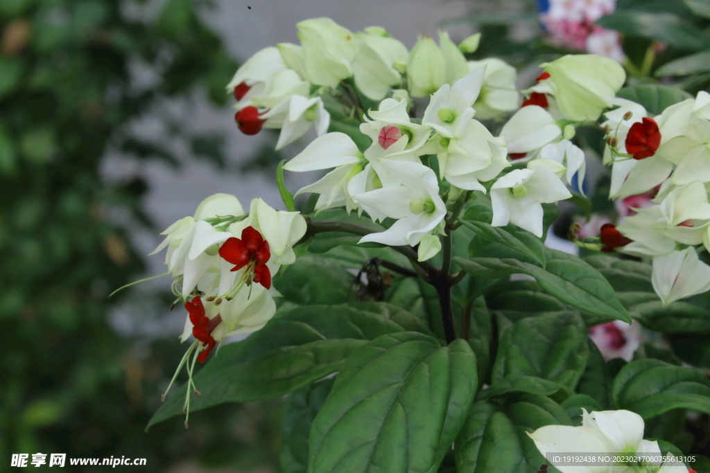 龙吐珠  