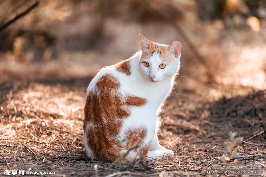 在土地上回头张望的花猫