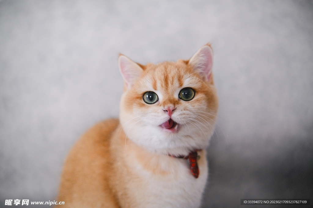 灰色背景前坐着的橘猫