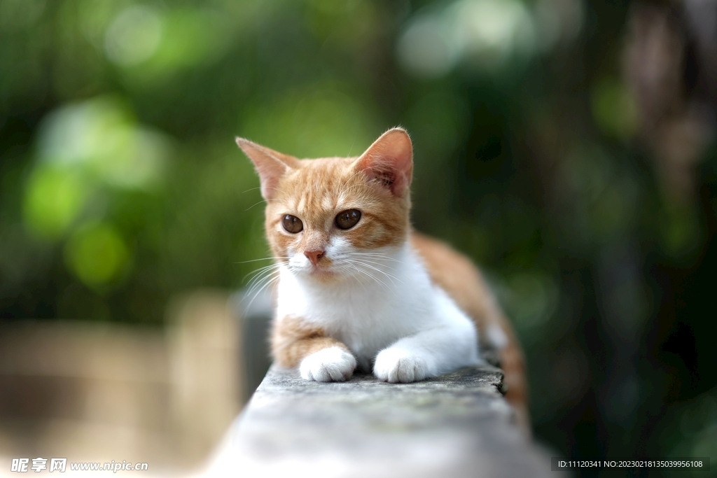 可爱乖巧小猫咪图片