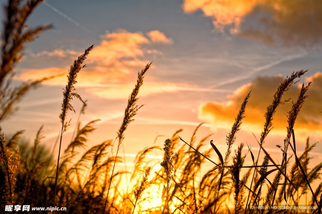 午后黄昏芦苇唯美意境图片 一键