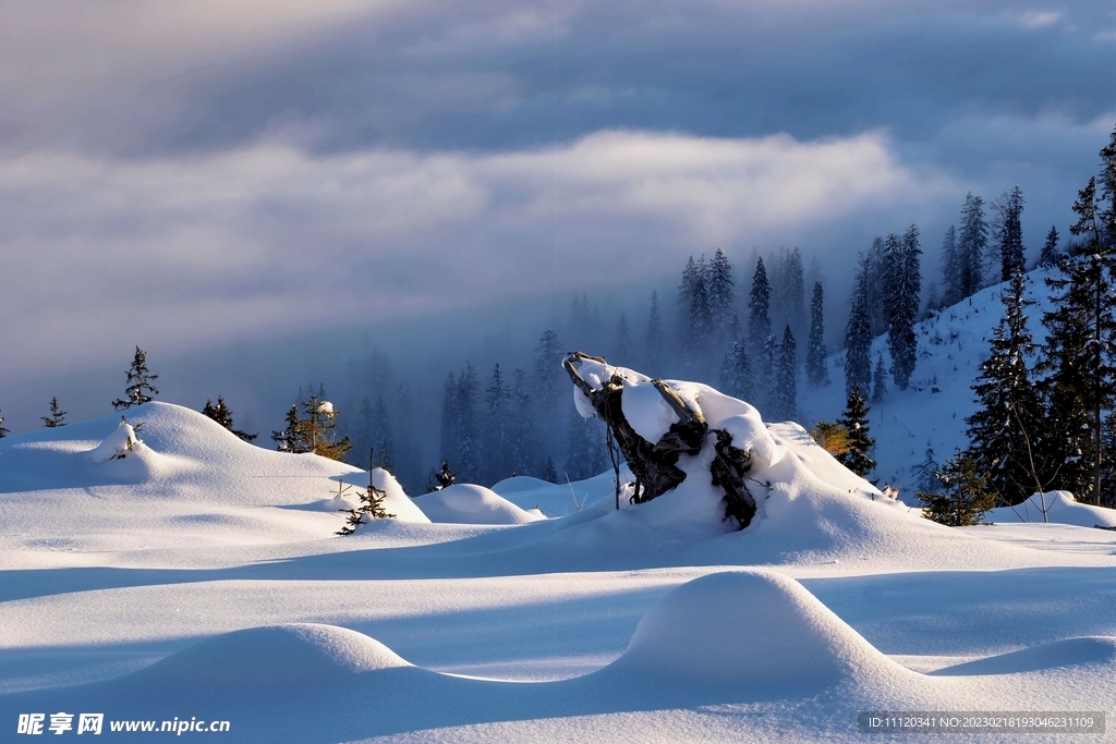 冬季冰雪世界雪松风景图片