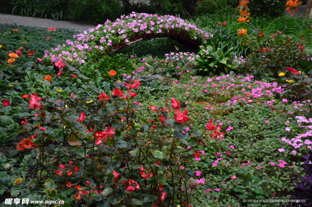 温室花草风景 