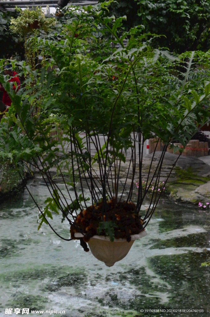 温室花草风景