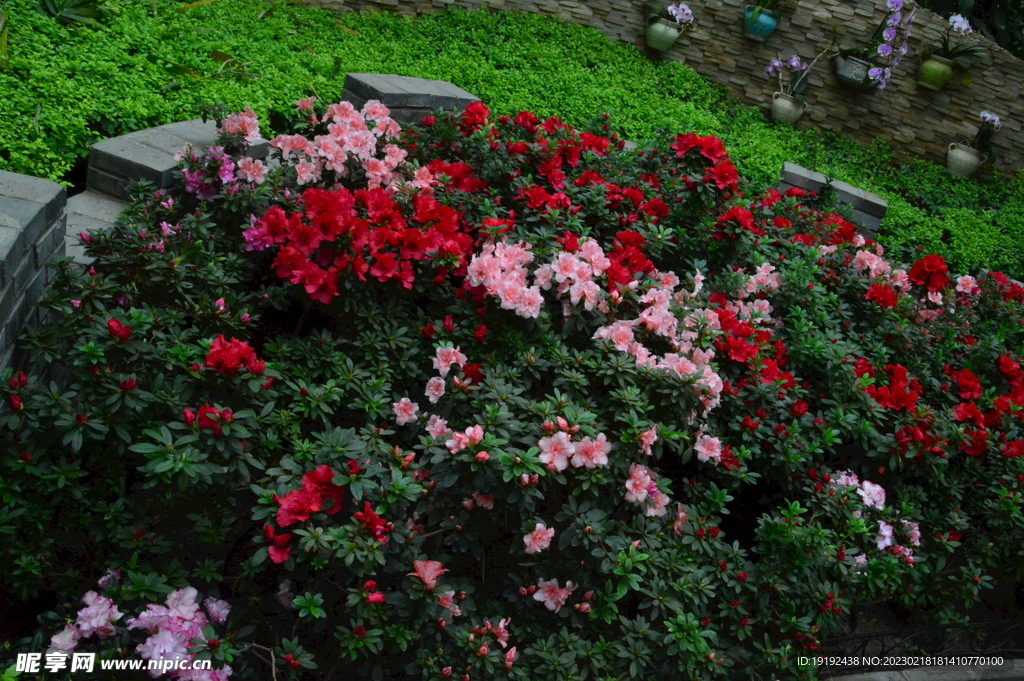 杜鹃花  