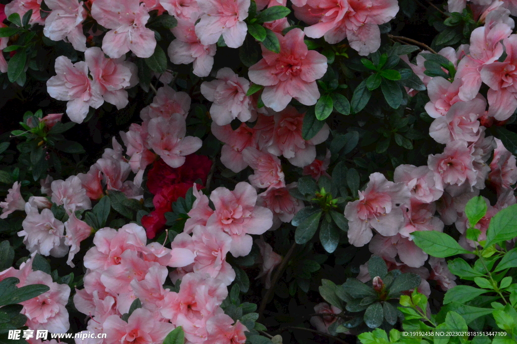 杜鹃花 