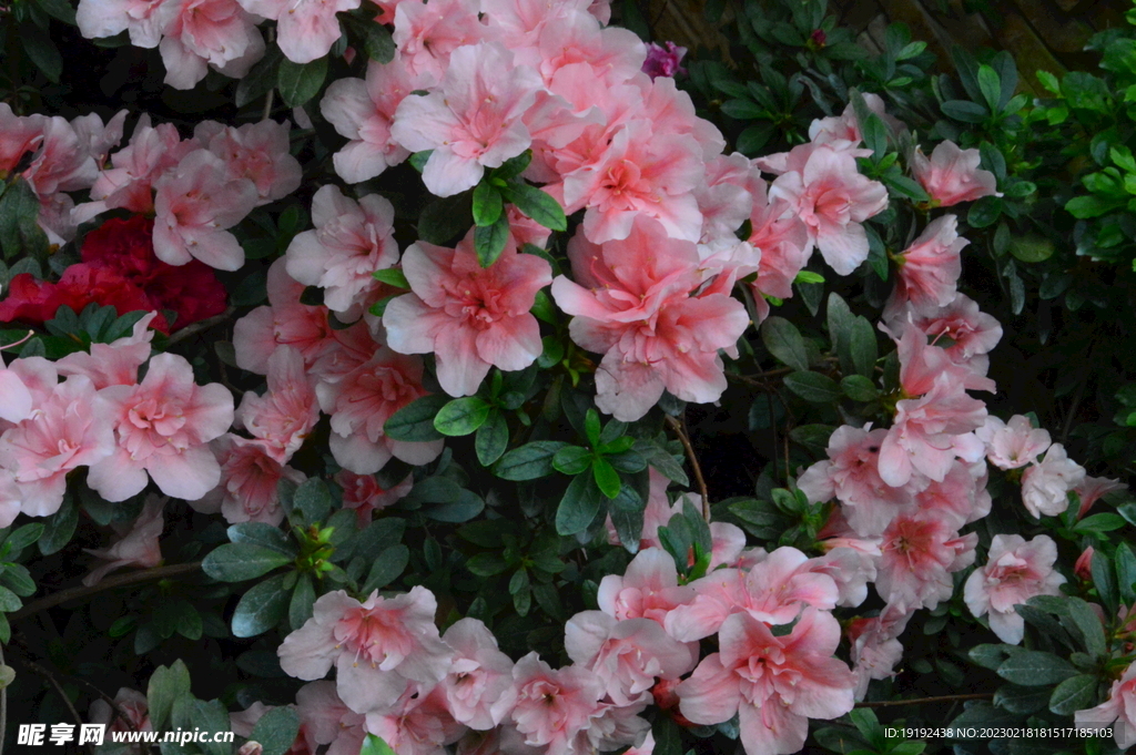 杜鹃花 