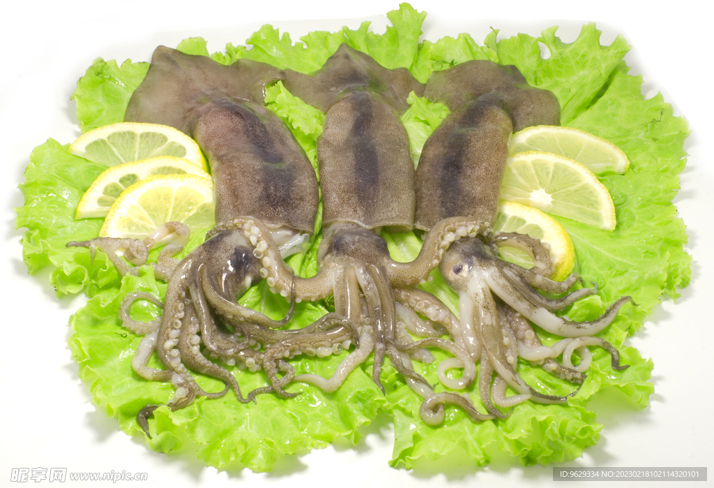  鱿鱼