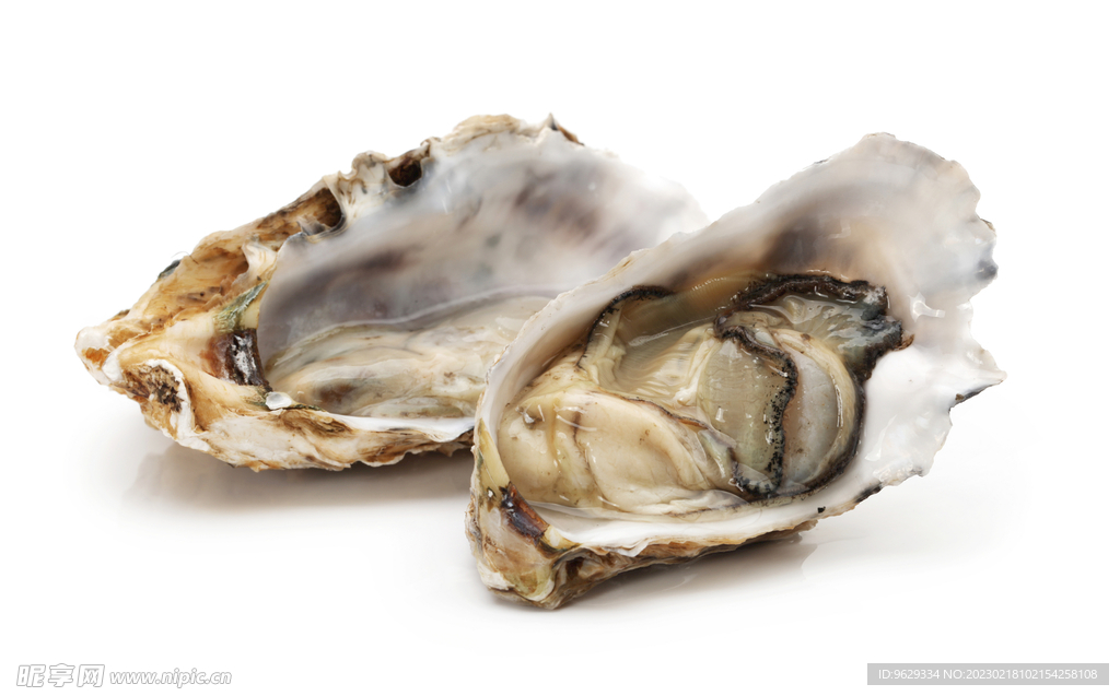 生蚝