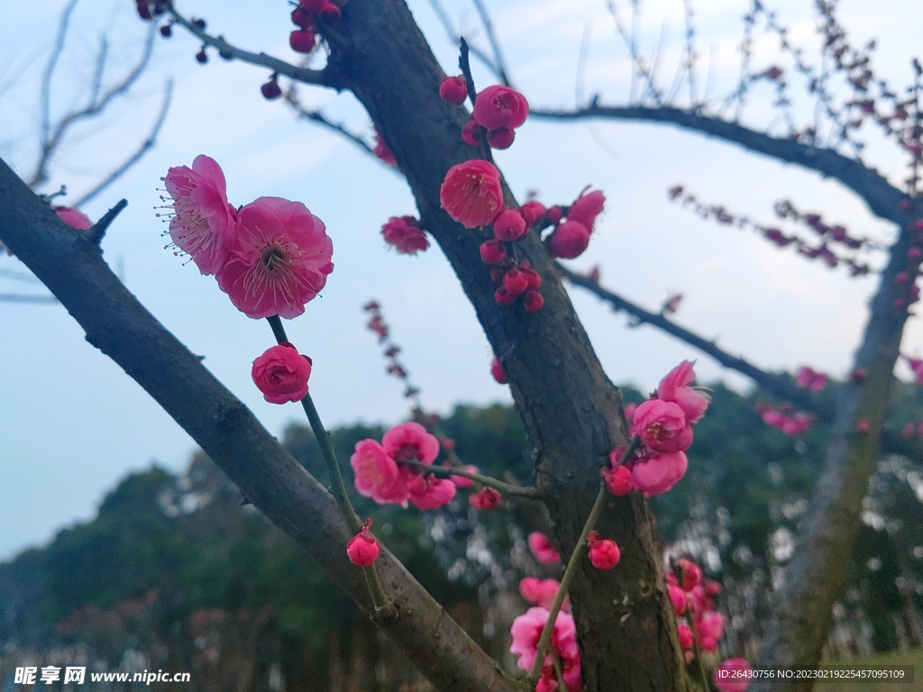朱砂梅花蕾