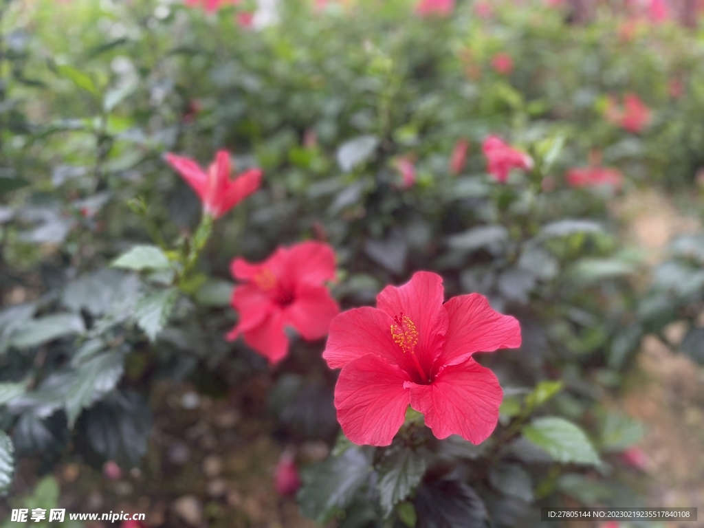 红色朱瑾花