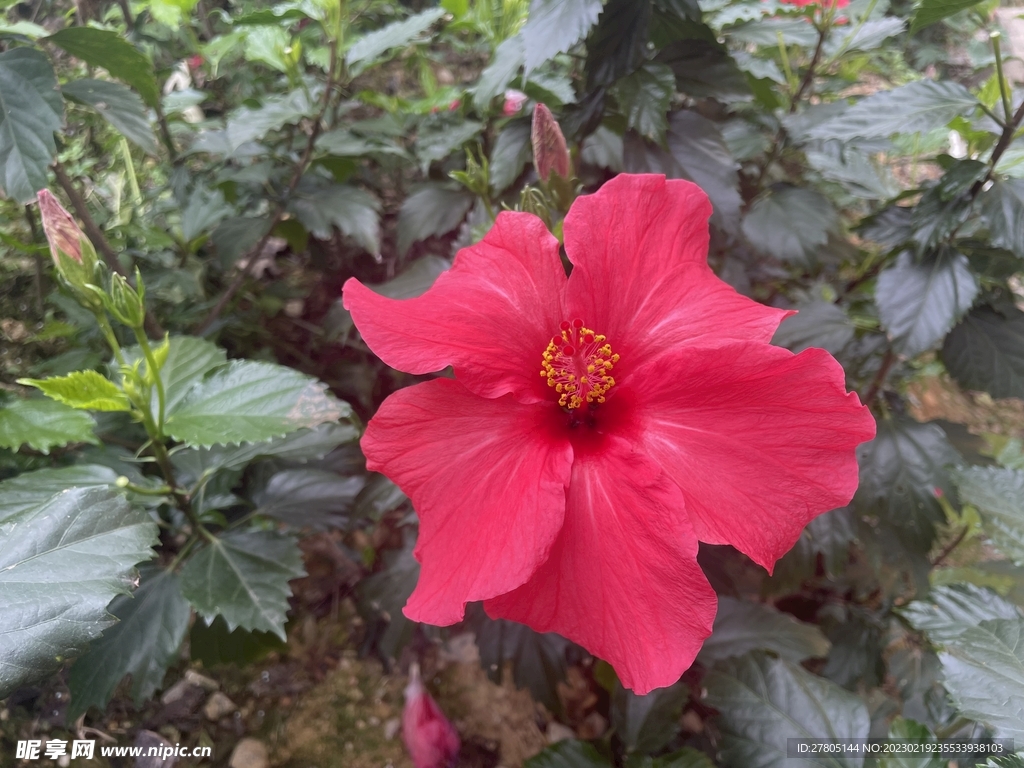 重色朱瑾花