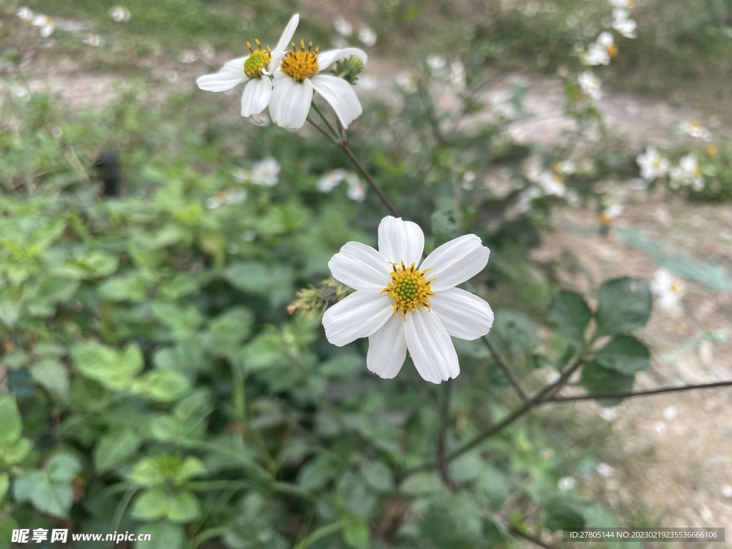 小白花