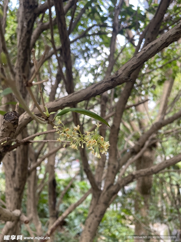 桂花树