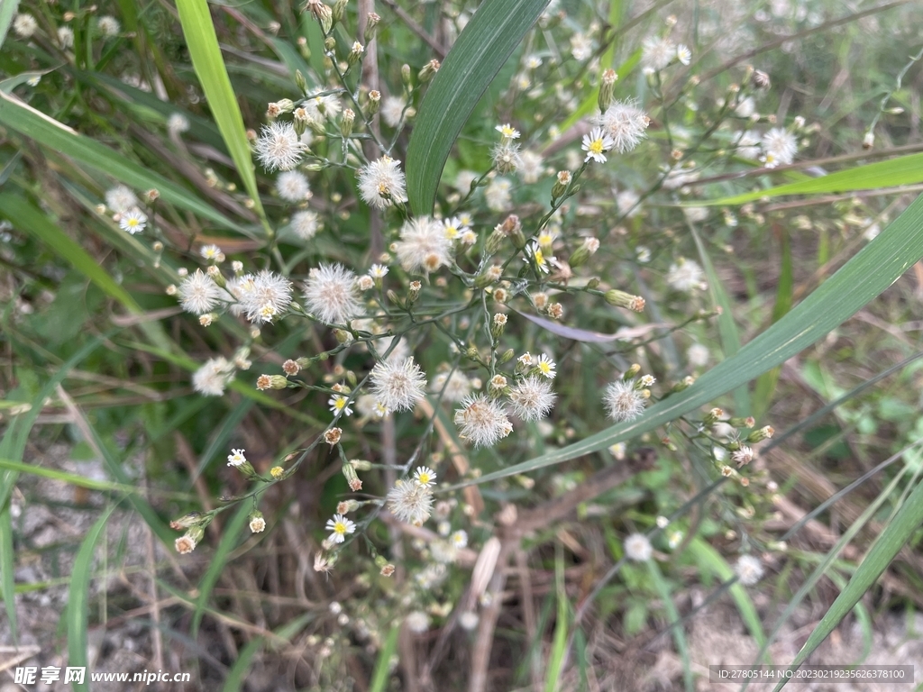 小白花