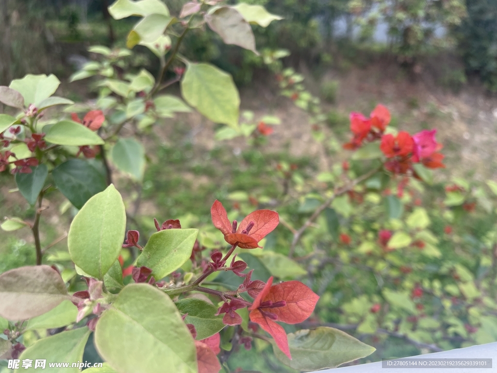叶子花新叶