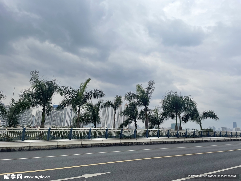 路边槟榔树
