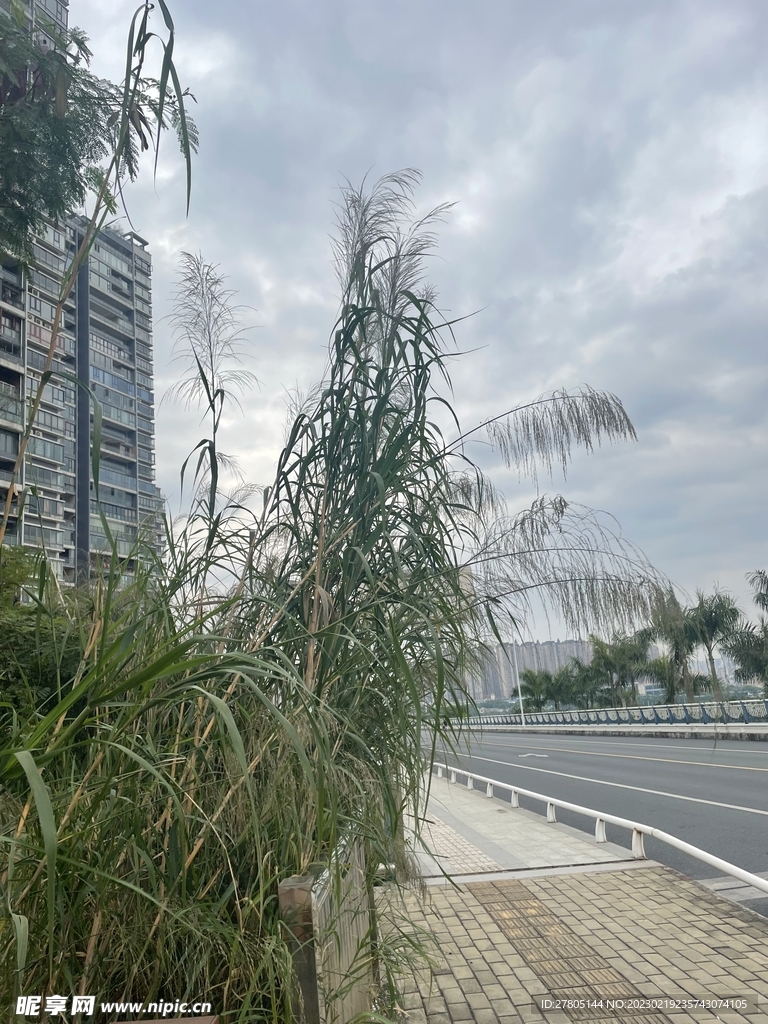 小树草