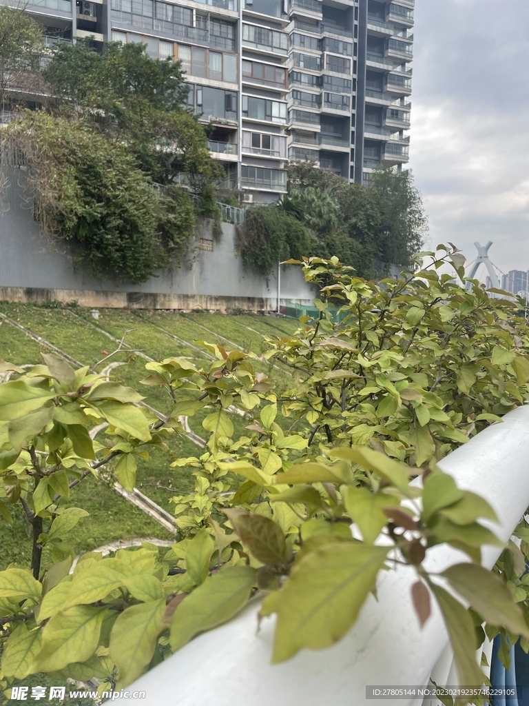 叶子花绿叶