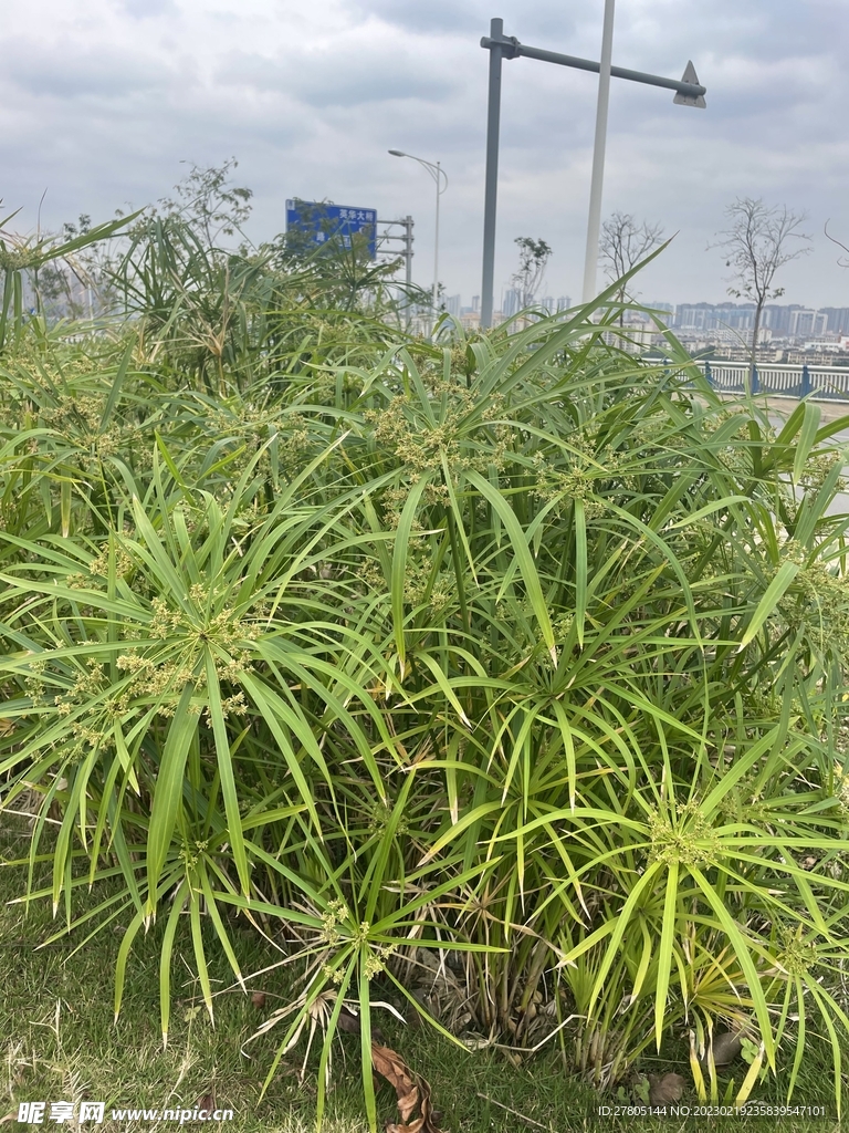观赏性植物