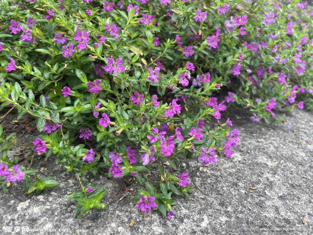 一簇小粉花