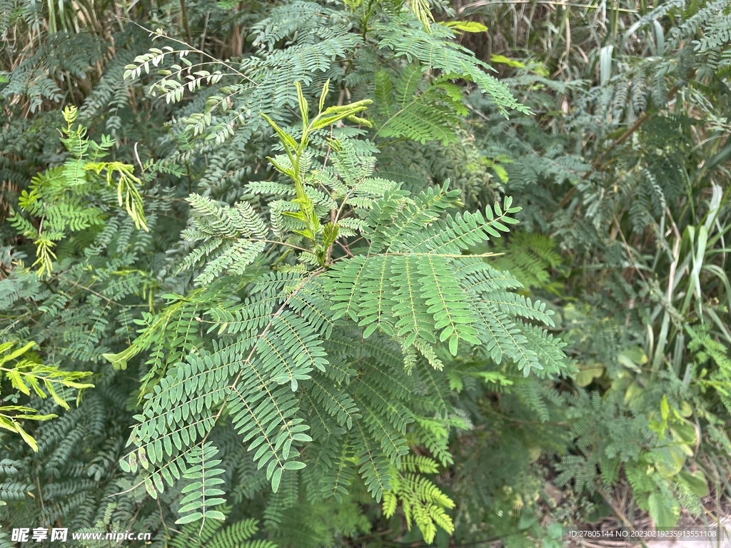 含羞草