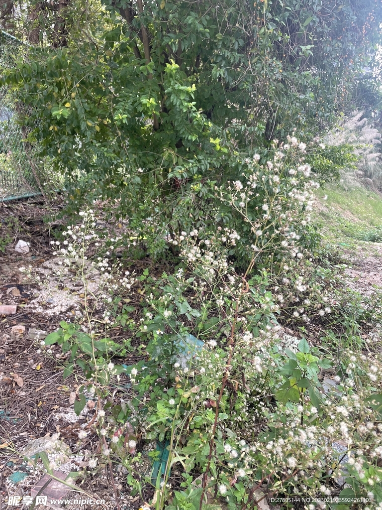小白花